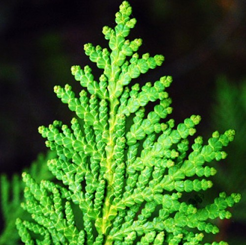 Cedar Leaf Thuja Essential Oil 5